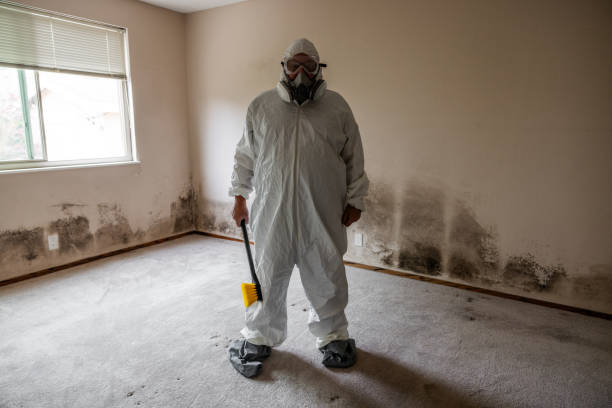 Best Mold Removal Process  in Pocahontas, AR