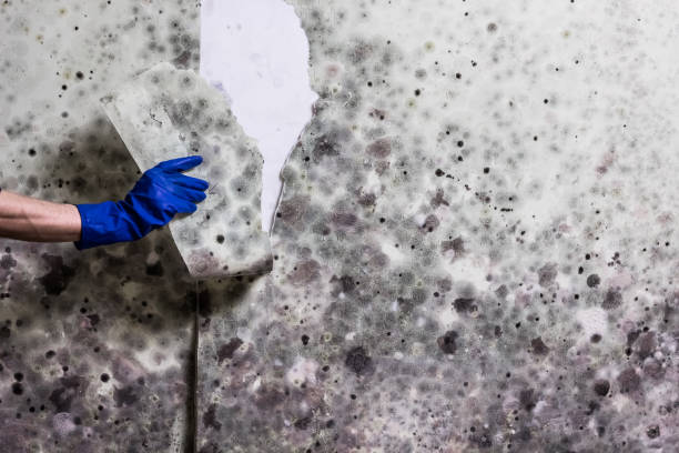 Best Mold Cleaning Services  in Pocahontas, AR
